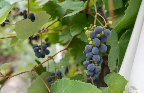 Haus Bergfrieden - Foto 39