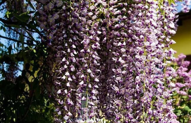 Agriturismo Tra Serra e Lago - Foto 23