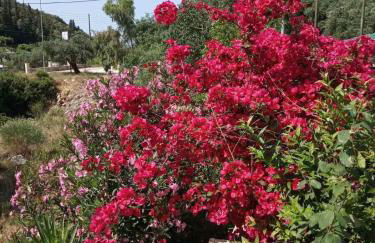 Oliveto e mare - Foto 23