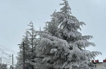 Biznaga Nevada - Foto 63