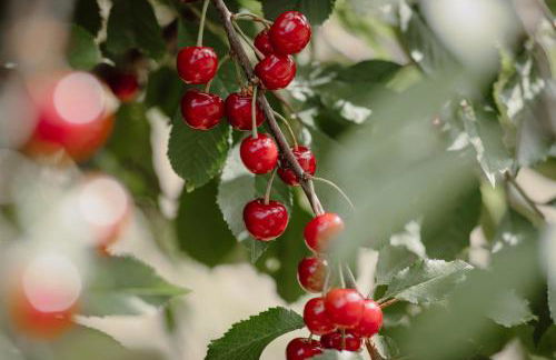 FEWO KOI mit Teichblick - Foto 11