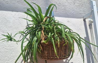 El Terrat de la Tecla - Dúplex Casc Antic - Foto 30