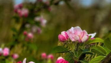 1 Zimmer Apartment an der Apfelallee - Foto 2