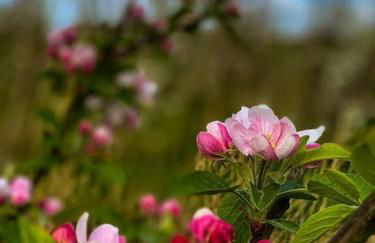 1 Zimmer Apartment an der Apfelallee - Foto 2