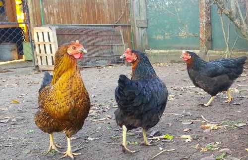 An der Hainmühle - Foto 37