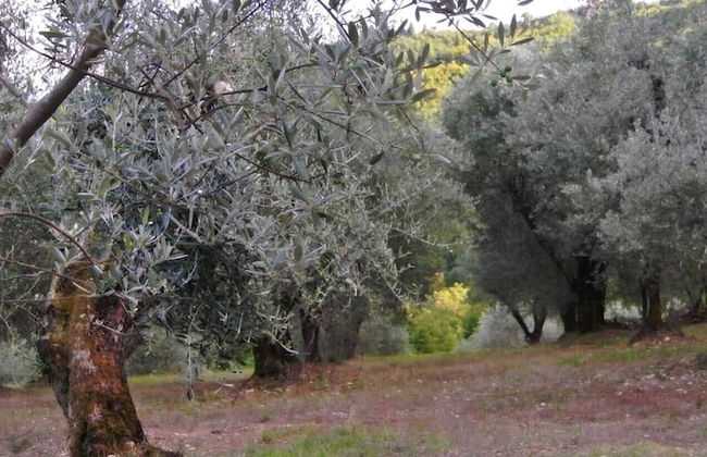 Piccolo Campagna - Foto 28