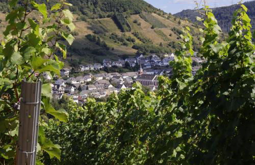 Fell & Pfote - Foto 25