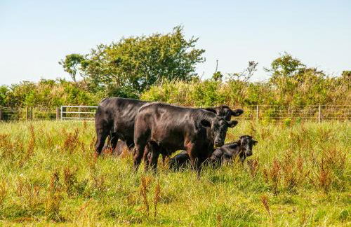 Yr Hen Glowty - Photo 26