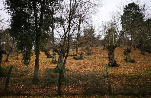 Valle Granado - Foto 34