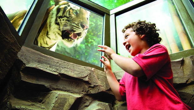 Tigre del Busch Gardens Tampa Bay