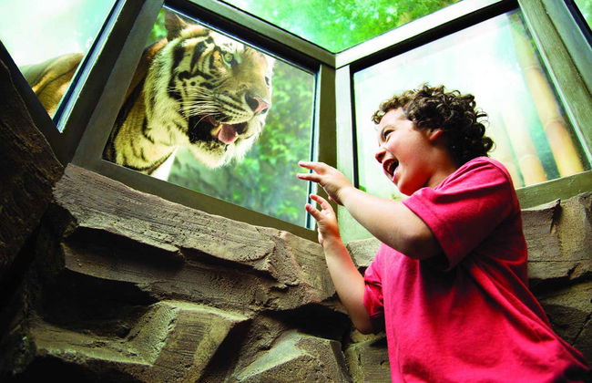 Entrada a Busch Gardens Tampa Bay - Foto 5