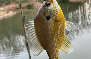 New Luxury 4 bedroom Mountain View Home w/hot tub! - Foto 39