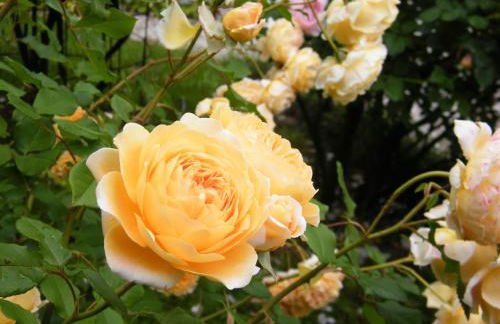 Il nido di rondine - Photo 33