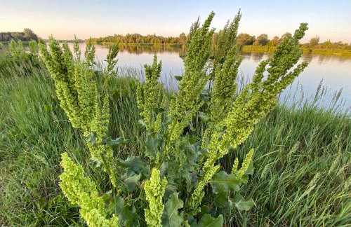 Otulina Gulczewo - Foto 31