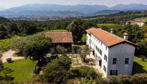 GATTO IN VIGNA - Foto 2