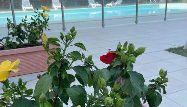 Apartament Mare e Sole z basenem i przy plaży - Foto 5