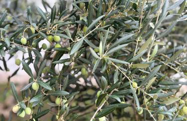 Villa Silver Novigrad with private pool - Photo 16