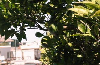 João Jungle - Foto 8