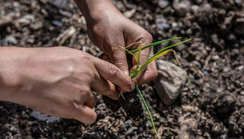 Banana Garden Suites - Foto 4