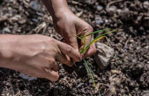 Banana Garden Suites - Foto 4