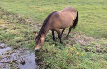 Brockenhurst Apartments - Foto 33