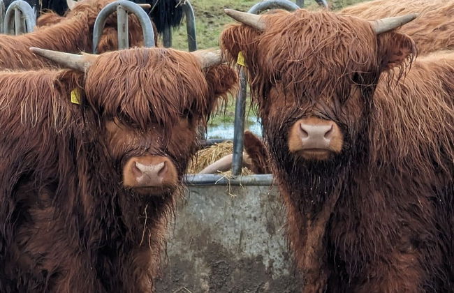 Cozy Cabin Retreat in Halkirk - Foto 14