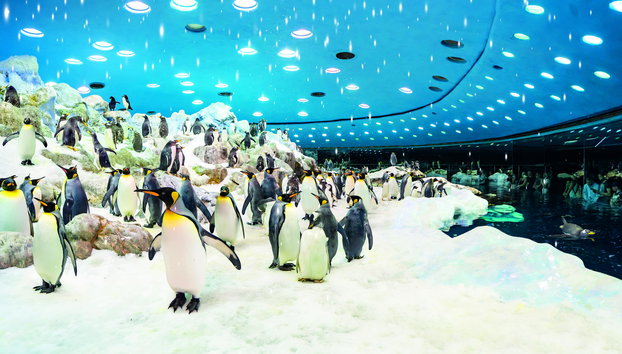 Loro Parque - Foto 4