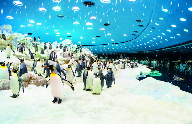 Loro Parque - Photo 4