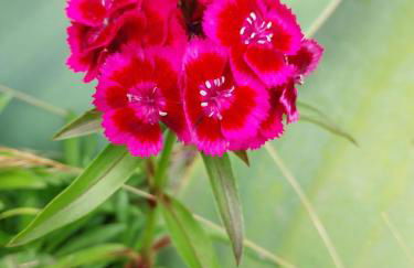 Sítio da Assumada - Foto 51