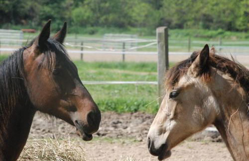 Agriturismo Fano's Farm - Foto 40