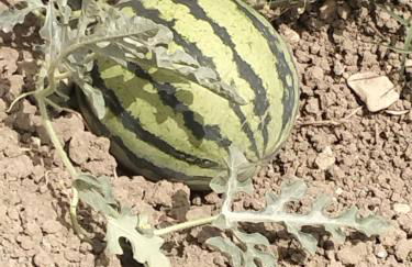 Agriturismo Baglio del Melograno - Foto 21