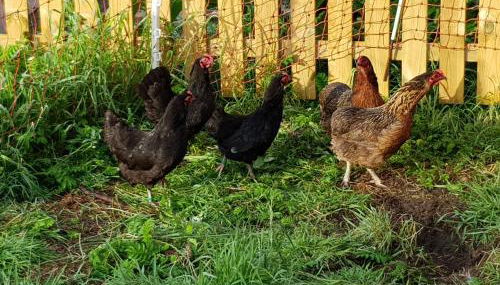 Biolandhof Dorn Highlander vom Elbdeich - Foto 5