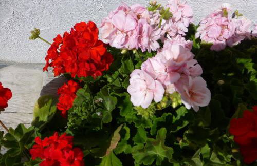 Appartements Burgerhof - Foto 65