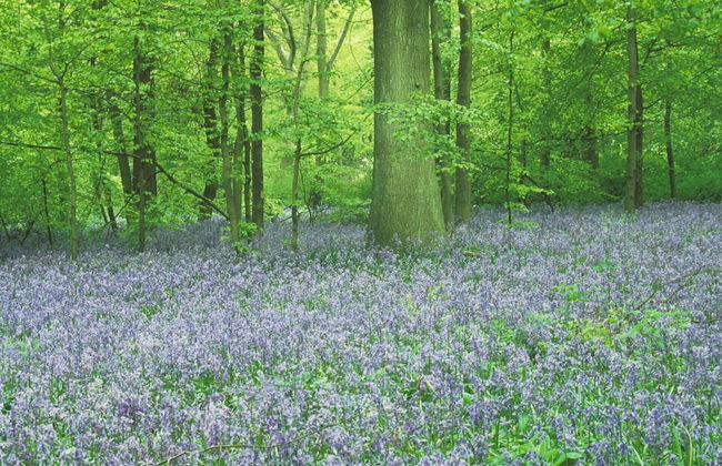 Loxley Barn, 1-bed Cottage Retreat - Foto 30