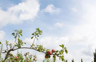 Tenuta La Tabaccaia - Foto 25