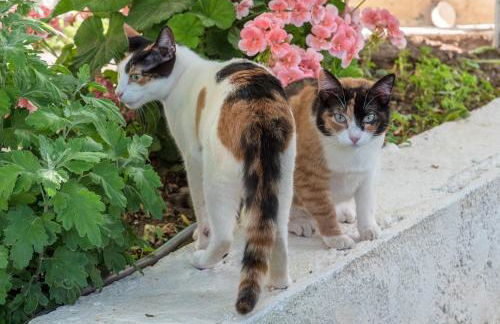 Michaela's House - Foto 61