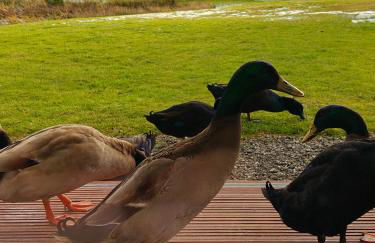 Wildflower Eco Lodges - Foto 54