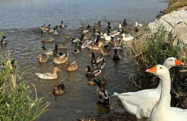 Chalet Centro Encuestre MET OLIVA NOVA - Foto 46