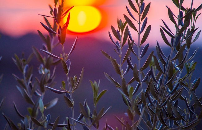 Villa Roza - Foto 51