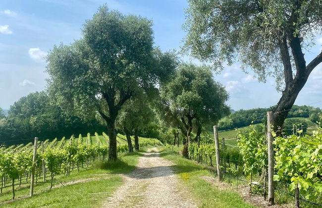 Premium Private Prosecco Hills Tour - 2 Cantine. Tour privato. - Foto 40