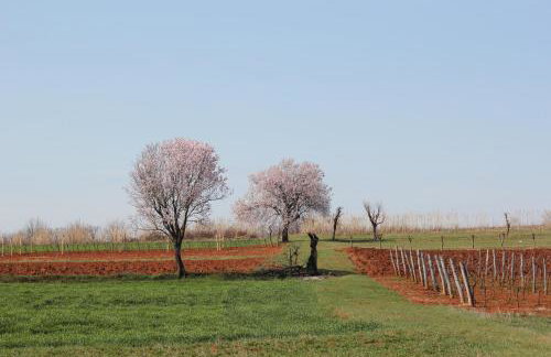 Tenuta Paljari - Foto 35