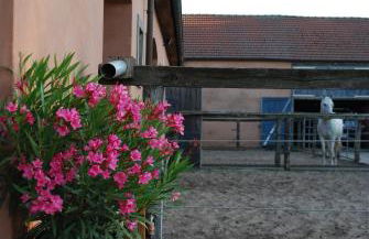 Ferienwohnung auf Pferdehof - Foto 17