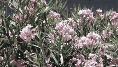 Luxury Village House In The Heart St.Remy-De-Provence - Foto 2