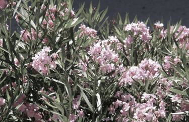 Luxury Village House In The Heart St.Remy-De-Provence - Foto 2