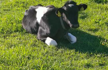 Oberschlichterhof - Photo 20