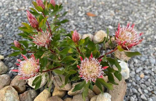 Casa Petroleiro - Foto 19