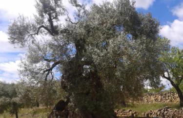 Els Ports d'Horta - Foto 54