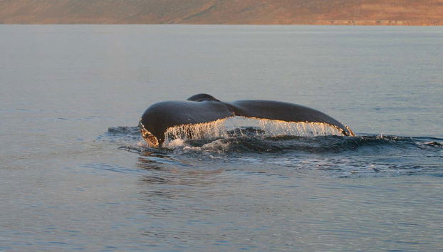 Una ballena alejándose