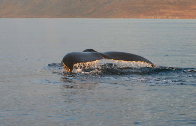 Avistamento de baleias em Isafjordur - Foto 4