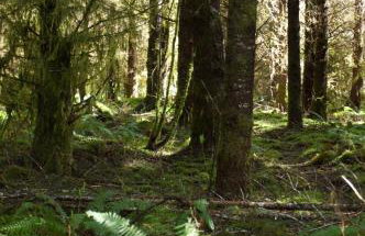 Enchanting Private Forest Retreat near Mt Rainier - Foto 67